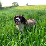 Hayloft Cottage - Dog Friendly With Private Garden