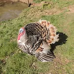 Rooster Cottage