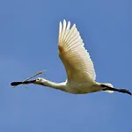 Spoonbill Cottage