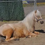 The Fox Pod At Nelson Park Riding Centre Ltd