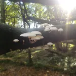 Gwythendros
