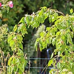 Wildlife Haven