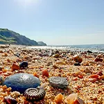 Charmouth Lodge