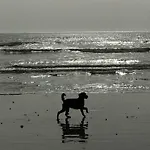 Elegant York House - On A Beach Road, Sleeps 12, With Sea Views