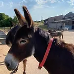 Sleepy Donkey Cottage