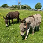 Sleepy Donkey Cottage