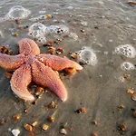 Starfish
