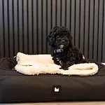 Sunbeam House 1 Morecambe Pet Friendly