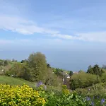 Bluebell - 28864