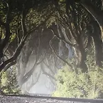 Dark Hedges Cottage