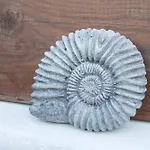 Ammonite Cottage