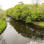 Celynfa
